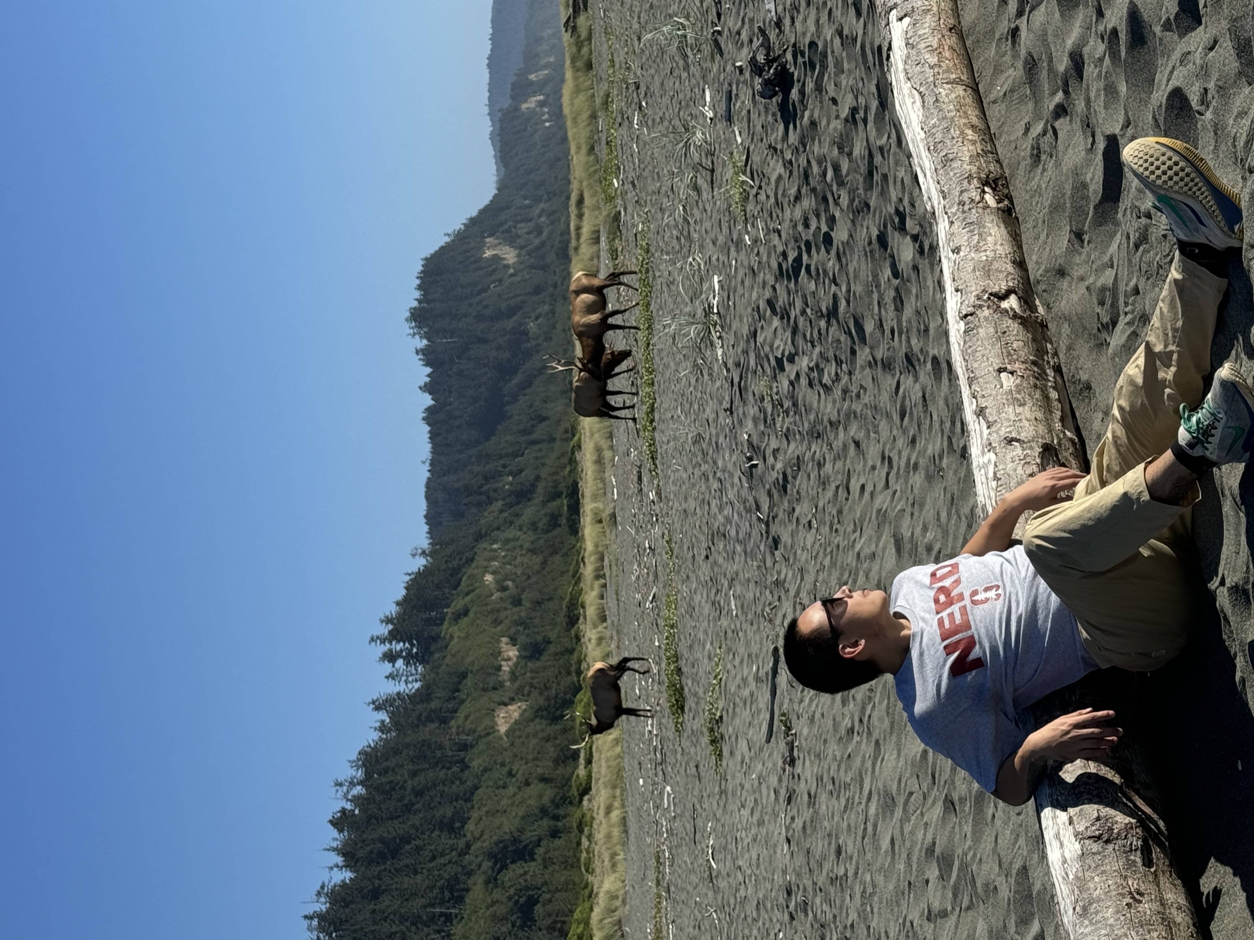 Relaxing on a driftwood log while elk graze nearby on a foggy beach