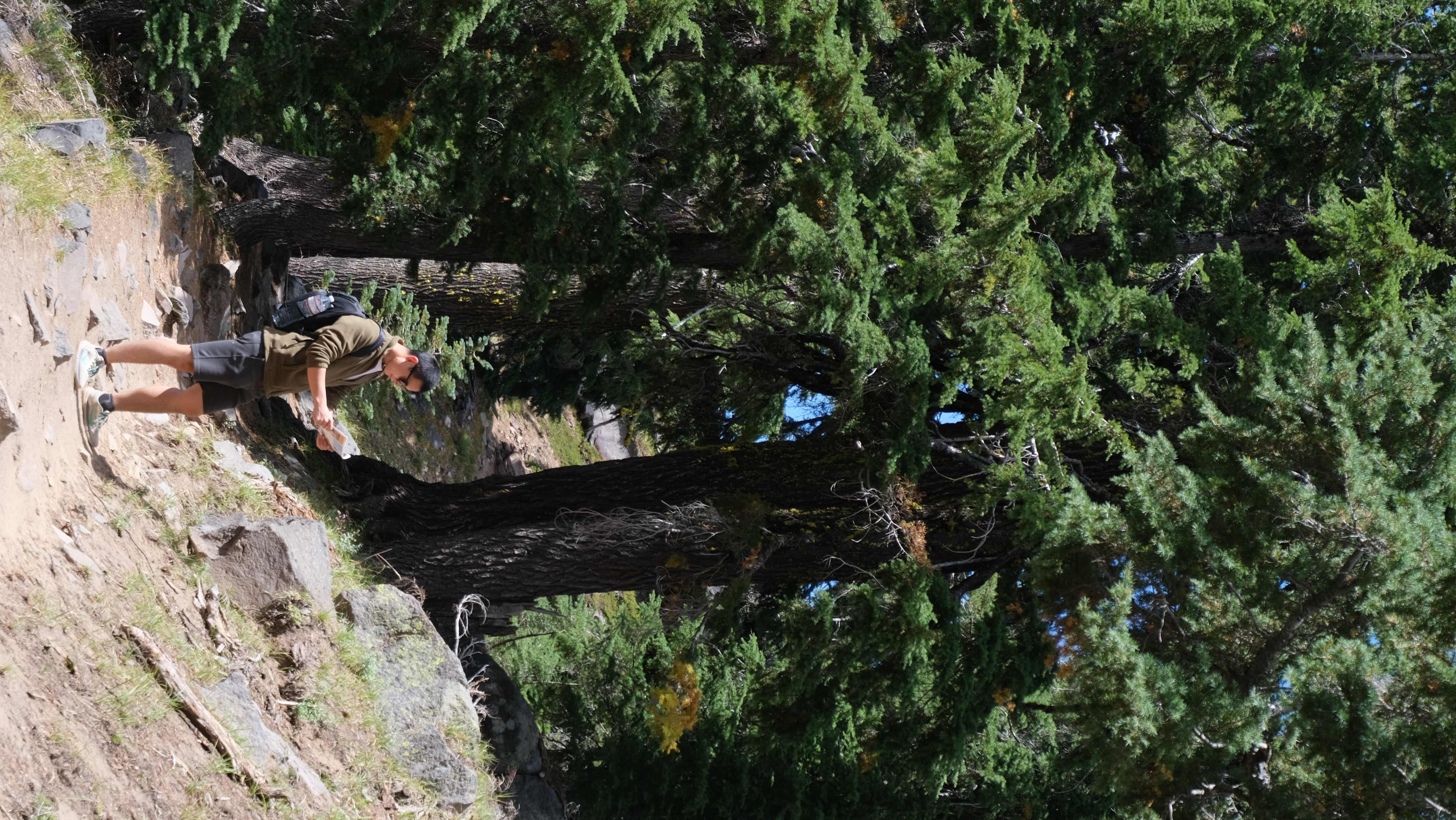 Reviewing a trail map while hiking through a dense evergreen forest